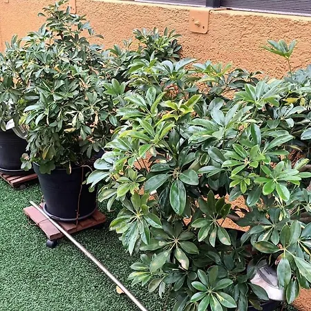 Apartment Sandra -private Parking And Garden *